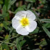 Arborix 6 x Sonnenröschen 'The Bride' Helianthemum Topf 9cm Weiße Blüten