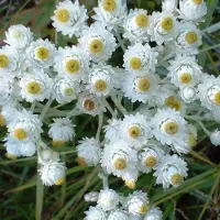 Arborix 6 x Perlkörbchen 'Neuschnee' Anaphalis margaritacea Topf 9cm Schnittblume