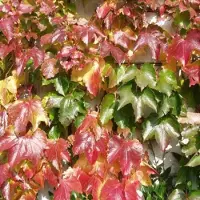 Arborix Dreilappige Jungfernrebe 'Veitch Boskoop' Parthenocissus 50 bis 60 cm im Container Rote Herbstfärbung