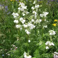 Arborix 6 x Jakobsleiter 'Album' Polemonium caeruleum Topf 9cm Weiße Blüten