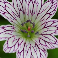 Arborix 6 x Storchschnabel Geranium versicolor Topf 9cm Beetrandpflanze