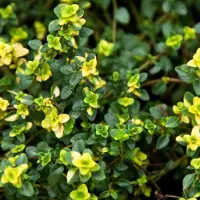 Arborix 6x Thymian 'Doone Valley' Thymus Topf 9 cm Aromatisch