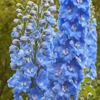 Arborix 6 x Pacific-Rittersporn 'Summer Skies' Delphinium Topf 9cm Hellblaue Blüten