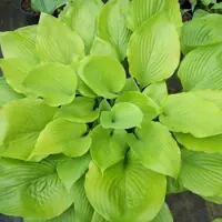 Arborix 6 x Funkie 'Sum and Substance' Hosta Topf 9cm Großes Laub