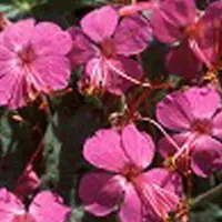 Arborix 6 x Storchschnabel 'Czakor' Geranium macrorrhizum Topf 9cm Reichblühend
