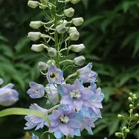 Arborix 6 x Rittersporn 'Guinevere' Delphinium Topf 9cm Hohe Blütenkerzen