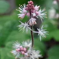 Arborix 6 x Schaumblüte 'Oakleaf' Tiarella cordifolia Topf 9cm Immergrün