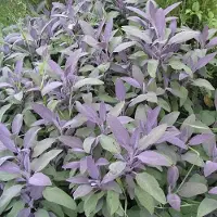 Arborix 6 x Salbei 'Purpurascens' Salvia officinalis Topf 9cm Purpurfarbenes Laub