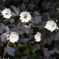 Arborix Blasenspiere 'Red Baron' Physocarpus opulifolius 30 bis 40 cm im Container Rotbraunes Laub