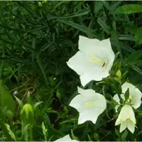 Arborix 6 x Pyramiden-Glockenblume 'Alba' Campanula pyramidalis Topf 9cm Weiße Blüten