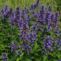 Arborix 6x Katzenminze Nepeta kubanica Topf 9 cm Reichblühend