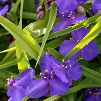 Arborix 6 x Dreimasterblume 'Leonora' Tradescantia Topf 9cm Dekorativ