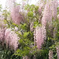 Arborix Blauregen 'Rosea' Wisteria floribunda 50 bis 60 cm im Container Rosa Blütentrauben