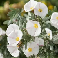 Arborix Silberwinde Convolvulus cneorum 25 bis 30 cm im Container Silbriges Laub