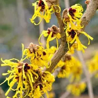 Arborix Zaubernuss 'Pallida' Hamamelis × intermedia 40 bis 60 cm im Container Gelbe Blüten