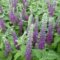 Arborix 6 x Gamander 'Nanum' Teucrium Chamaedrys Topf 9cm Schmetterlingspflanze