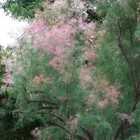 Arborix Tamariske 'Pink Cascade' Tamarix ramosissima 60 bis 80 cm im Container Überhängender Wuchs