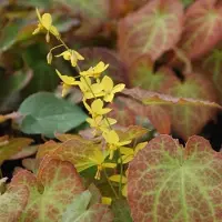 Arborix 6 x Elfenblume 'Frohnleiten' Epimedium perralderianum Topf 9cm Dekoratives Laub