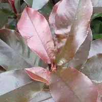 Arborix Glanzmispel 'Camilvy' Photinia fraseri 40 bis 60 cm im Container Dunkelgrünes Laub