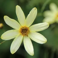 Arborix 6 x Mädchenauge 'Moonbeam' Coreopsis verticillata Topf 9cm Reichblühend