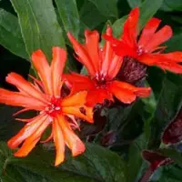 Arborix 6 x Lichtnelke 'Vesuvius' Lychnis arkwrightii Topf 9cm Orange-Rote Blüten