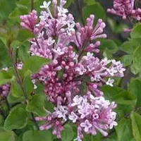 Arborix Zwergflieder 'Palibin' Syringa Meyeri 40 bis 60 cm im Container Kompakt Wachsend