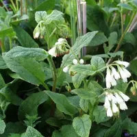 Arborix 6 x Kaukasus-Beinwell Symphytum grandiflorum Topf 9cm Cremeweiße Blüten