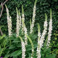 Arborix 6 x Königskerze 'Album' Verbascum nigrum Topf 9cm Weiße Blüten