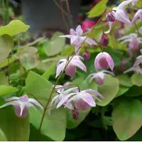 Arborix 6 x Elfenblume 'Roseum' Epimedium youngianum Topf 9cm Immergrün