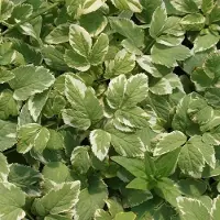 Arborix 6 x Giersch 'Variegatum' Aegopodium podagraria Topf 9cm Panaschiert