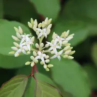 Arborix Hartriegel 'Winter Beauty' Cornus sanguinea 40 bis 60 cm im Container Leuchtende Herbstfärbung