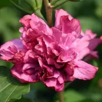 Arborix Garteneibisch 'Duc de Brabant' Hibiscus syriacus 40 bis 60 cm im Container Gefüllte Blüten