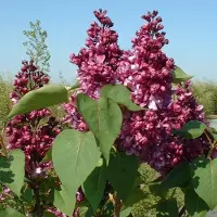 Arborix Flieder 'Mrs Edward Harding' Syringa vulgaris 40 bis 60 cm im Container Duftend