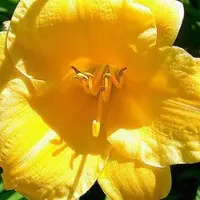 Arborix 6 x Taglilie 'Stella de Oro' Hemerocallis Topf 9cm Reichblühend