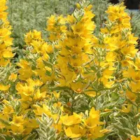 Arborix 6 x Gilbweiderich Lysimachia punctata Topf 9cm Beetpflanze