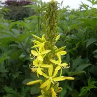 Arborix 6 x Junkerlilie Asphodeline,utea Topf 9cm Gelbe Blüten