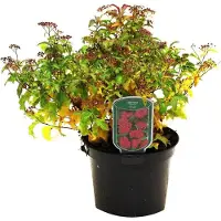 Arborix Sommerspiere 'Crispa' Spiraea japonica 25 bis 30 cm im Container Kompakt Wachsend