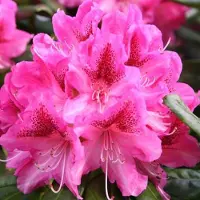 Arborix Rhododendron 'Cosmopolitan' 40 bis 50 cm im Container Für Sauren Boden