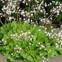 Arborix 6 x Porzellanblümchen Saxifraga urbium Topf 9cm Rosa Blüten