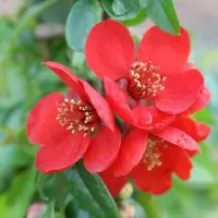 Arborix Zierquitte 'Crimson and Gold' Chaenomeles superba 30 bis 40 cm im Container Fruchtbildend