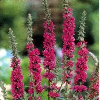 Arborix 6 x Blut-Weiderich Lythrum salicaria Topf 9cm
