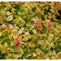 Arborix Abelie 'Kaleidoscope' Abelia grandiflora 25 bis 30 cm im Container Kompakt Wachsend