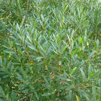 Arborix Steinlinde Phillyrea angustifolia 40 bis 50 cm im Container Kompakt Wachsend