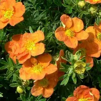 Arborix Fingerstrauch 'Tangerine' Potentilla fruticosa 25 bis 30 cm im Container Orange Blüten