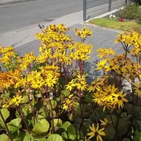 Arborix 6 x Goldkolben 'Othello' Ligularia dentata Topf 9cm Dunkles Laub