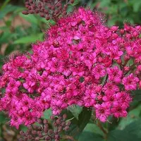Arborix Sommerspiere 'Anthony Waterer' Spiraea japonica 25 bis 30 cm im Container Kompakt Wachsend