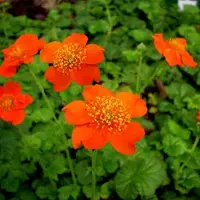 Arborix 6 x Nelkenwurz 'Borisii' Geum coccineum Topf 9cm Immergrün