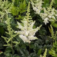 Arborix 6 x Prachtspiere 'Professor van der Wielen' Astilbe thunbergii Topf 9cm Federförmige Blüten