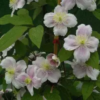 Arborix Berg-Waldrebe 'Rubens' Clematis montana 50 bis 60 cm im Container Kletterpflanze