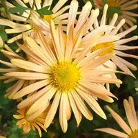 Arborix 6 x Chrysantheme 'Mary Stoker' Chrysanthemum Topf 9cm Gelbe Blüten